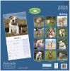 Picture of Bulldog Wall Calendar 2025