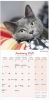 Picture of Cats Wall Calendar 2025