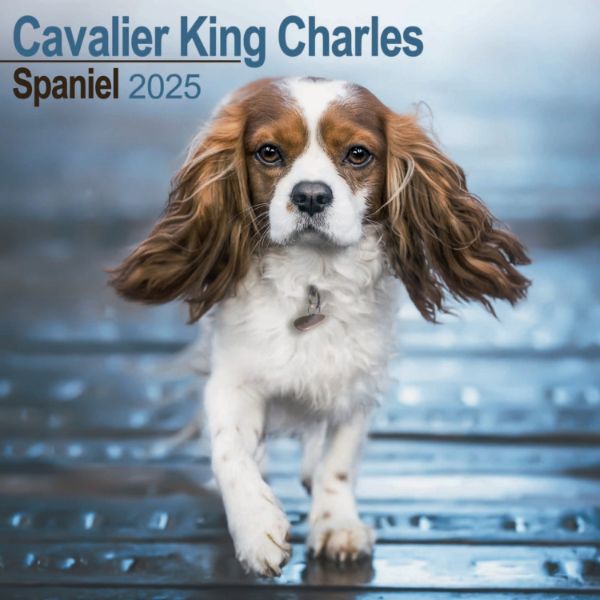 Picture of Cavalier King Charles Spaniel Wall Calendar 2025