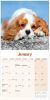 Picture of Cavalier King Charles Spaniel Wall Calendar 2025