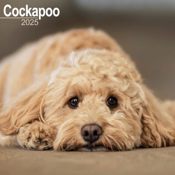 Picture of Cockapoo Wall Calendar 2025