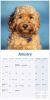 Picture of Cockapoo Wall Calendar 2025