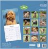 Picture of Cockapoo Wall Calendar 2025