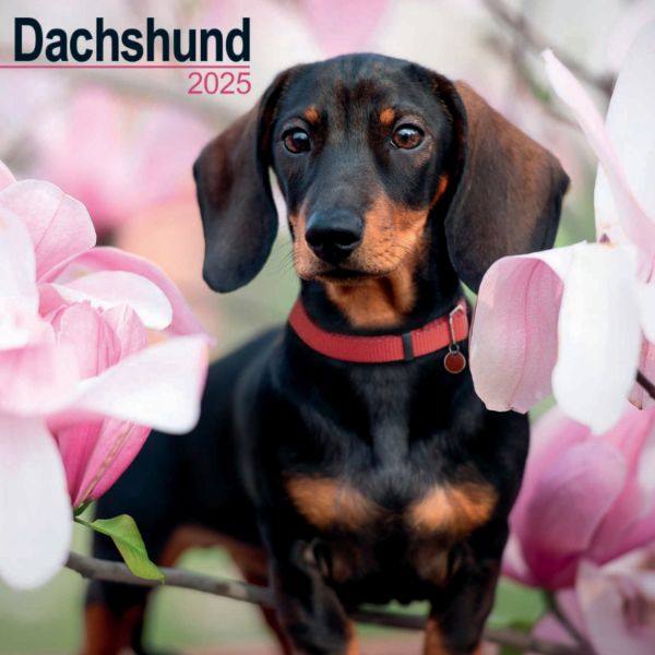 Picture of Dachshund Wall Calendar 2025