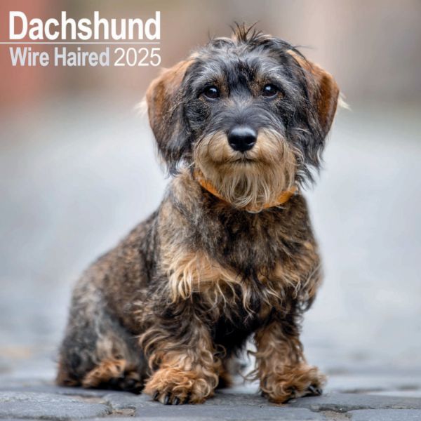 Picture of Dachshund Wirehaired Wall Calendar 2025