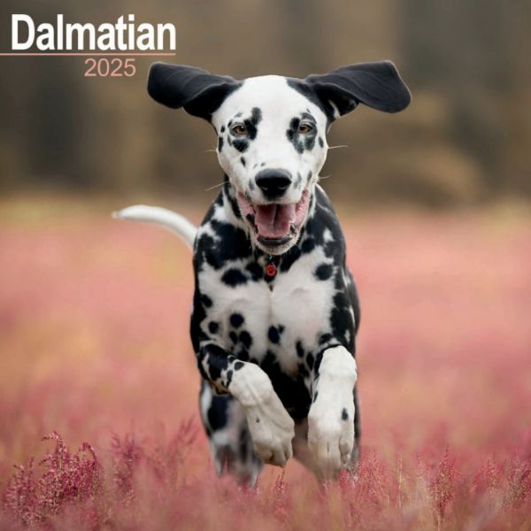 Picture of Dalmatian Wall Calendar 2025