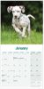 Picture of Dalmatian Wall Calendar 2025