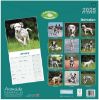 Picture of Dalmatian Wall Calendar 2025