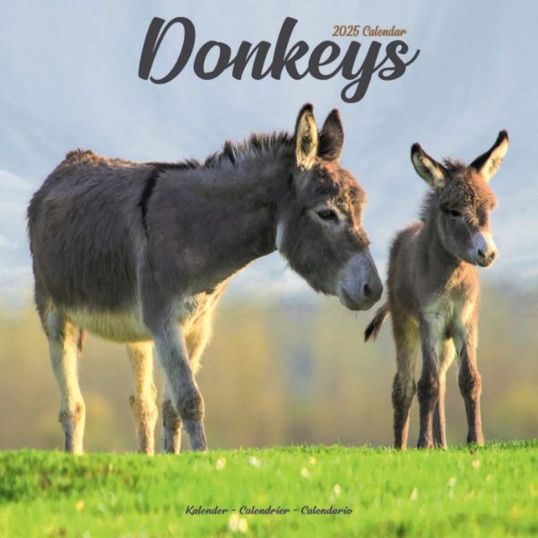 Picture of Donkeys Wall Calendar 2025