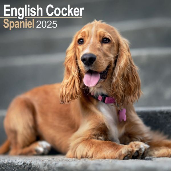 Picture of English Cocker Spaniel Wall Calendar 2025