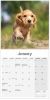 Picture of English Cocker Spaniel Wall Calendar 2025