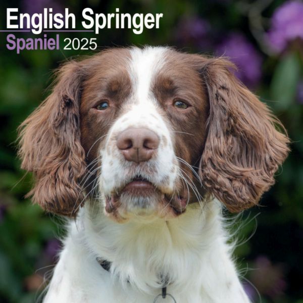 Picture of English Springer Spaniel Wall Calendar 2025