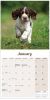 Picture of English Springer Spaniel Wall Calendar 2025