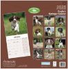 Picture of English Springer Spaniel Wall Calendar 2025