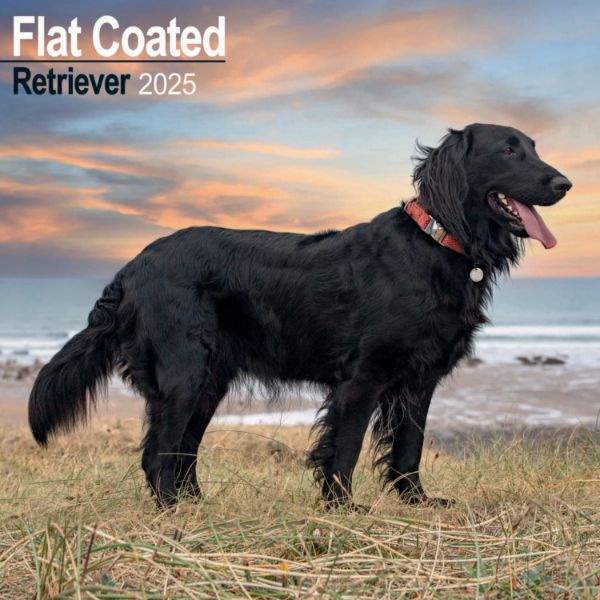 Picture of Flat Coated Retriever Wall Calendar 2025