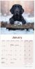 Picture of Flat Coated Retriever Wall Calendar 2025