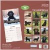 Picture of Flat Coated Retriever Wall Calendar 2025