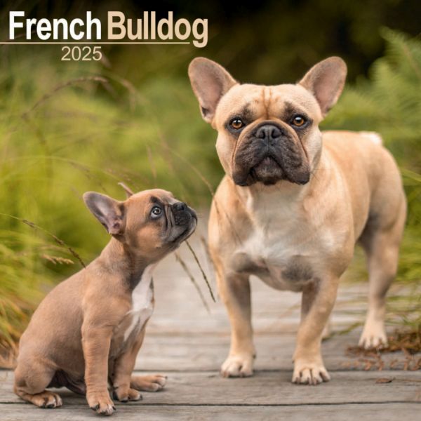 Picture of French Bulldog Wall Calendar 2025