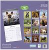 Picture of French Bulldog Wall Calendar 2025