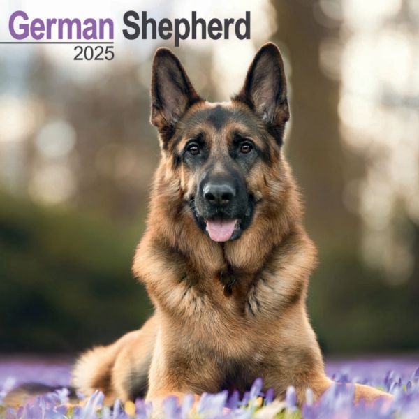 Picture of German Shepherds Wall Calendar 2025