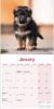 Picture of German Shepherds Wall Calendar 2025