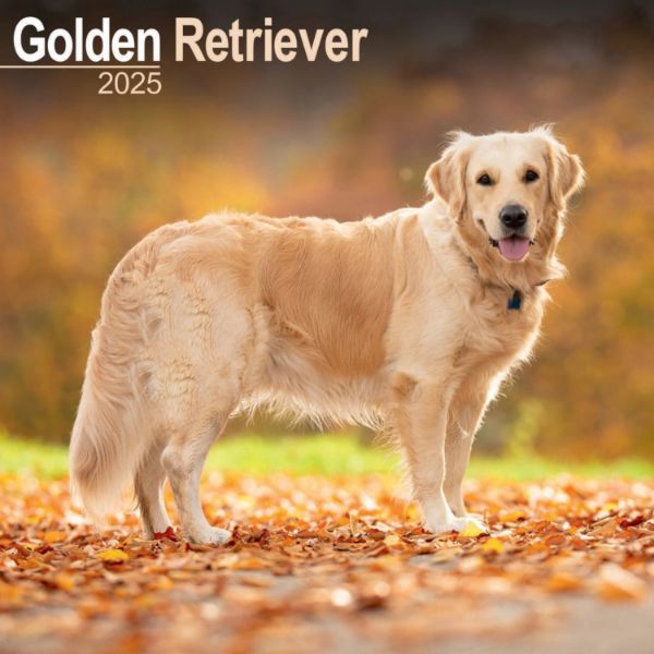 Picture of Golden Retriever Wall Calendar 2025