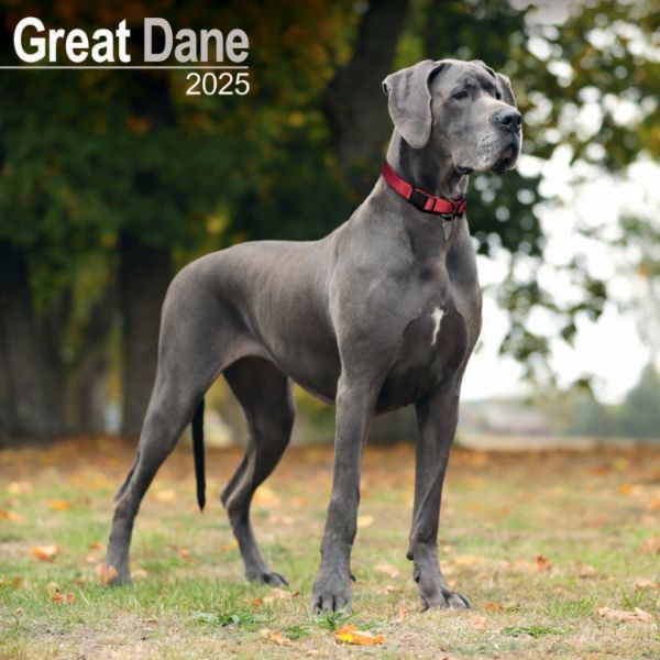 Picture of Great Dane Wall Calendar 2025