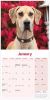 Picture of Great Dane Wall Calendar 2025