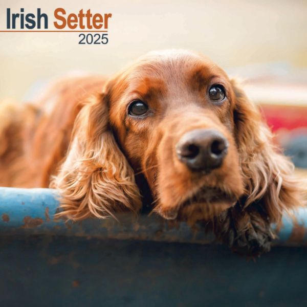 Picture of Irish Setter Wall Calendar 2025