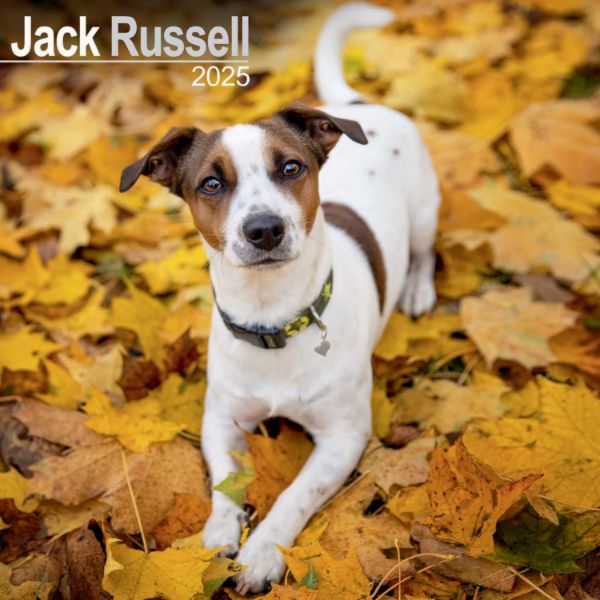 Picture of Jack Russell Wall Calendar 2025