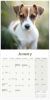 Picture of Jack Russell Wall Calendar 2025