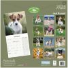 Picture of Jack Russell Wall Calendar 2025