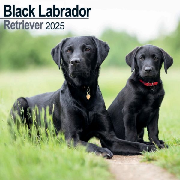 Picture of Labrador Retriever Black Wall Calendar 2025