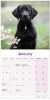 Picture of Labrador Retriever Black Wall Calendar 2025