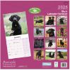 Picture of Labrador Retriever Black Wall Calendar 2025