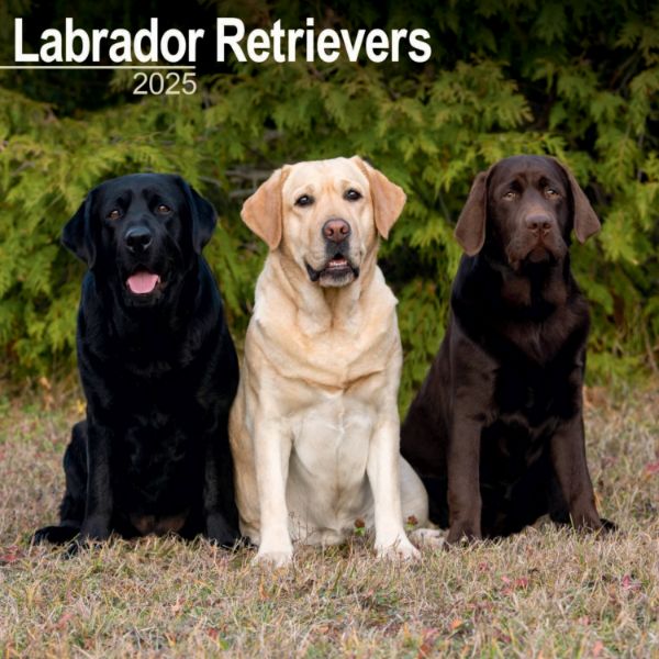 Picture of Labrador Retrievers Wall Calendar 2025