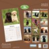 Picture of Labrador Retrievers Wall Calendar 2025