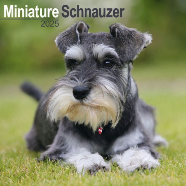 Picture of Miniature Schnauzer Wall Calendar 2025