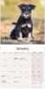 Picture of Miniature Schnauzer Wall Calendar 2025