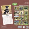 Picture of Miniature Schnauzer Wall Calendar 2025