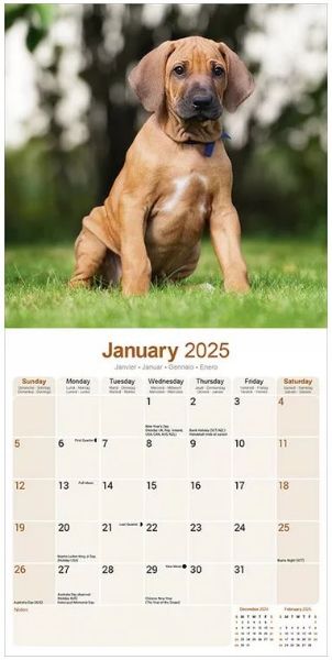 Picture of Rhodesian Ridgeback Wall Calendar 2025