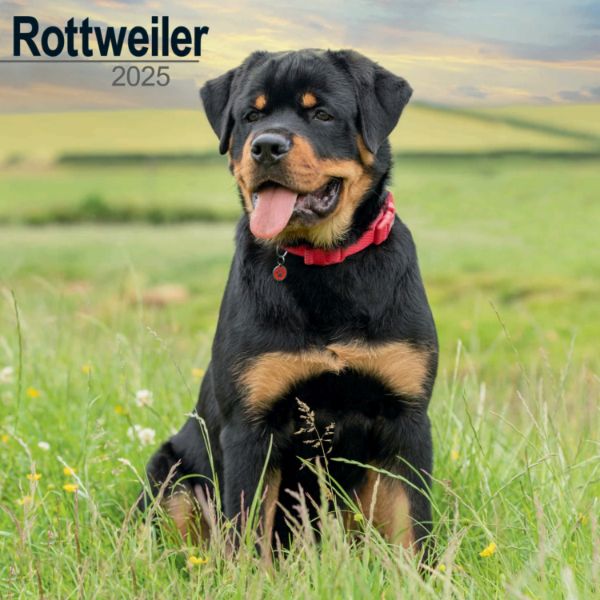 Picture of Rottweiler Wall Calendar 2025