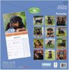 Picture of Rottweiler Wall Calendar 2025