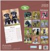 Picture of Schnauzers Wall Calendar 2025