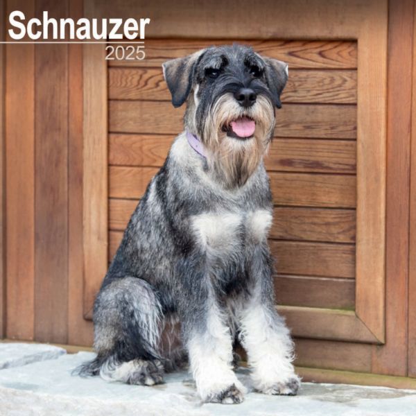 Picture of Schnauzers Wall Calendar 2025