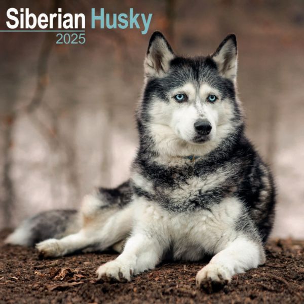 Picture of Siberian Husky Wall Calendar 2025