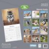 Picture of Siberian Husky Wall Calendar 2025