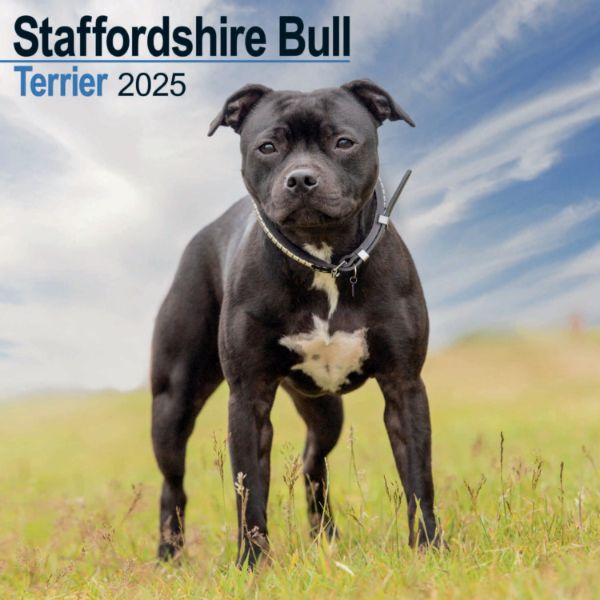 Picture of Staffordshire Bull Terrier Wall Calendar 2025