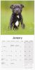 Picture of Staffordshire Bull Terrier Wall Calendar 2025