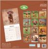 Picture of Vizsla Wall Calendar 2025